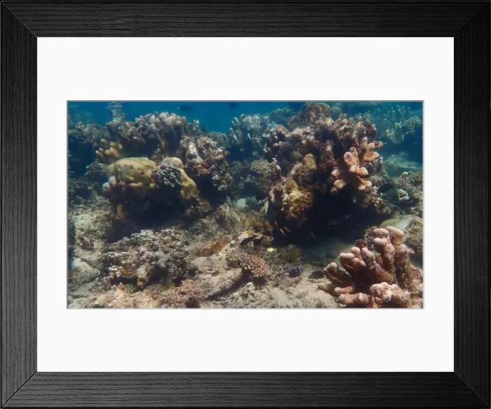 Framed Print : Vibrant coral reef with live and dead corals, surrounded by schooling reef fish in Bawean Island, East Java, Indonesia Framed Print : Vibrant coral reef with live and dead corals, surrounded by schooling reef fish in Bawean Island, East Java, Indonesia