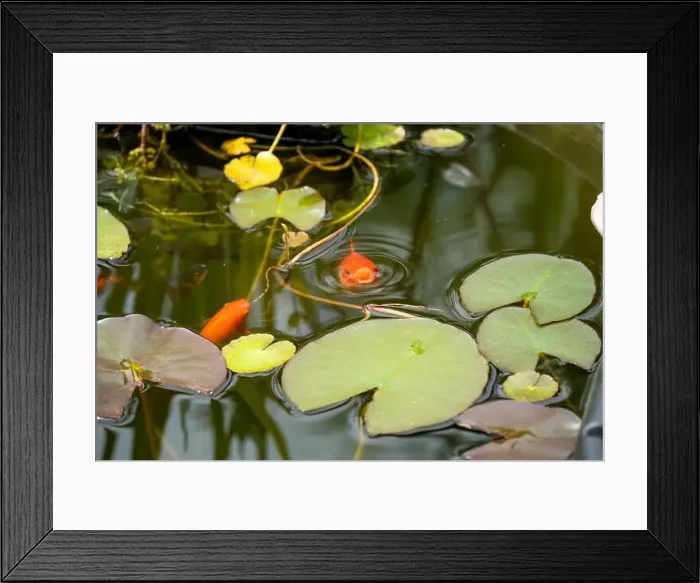 Framed Print : close-up of goldfish (Carassius auratus) surface swimming amongst lily pads Framed Print : close-up of goldfish (Carassius auratus) surface swimming amongst lily pads