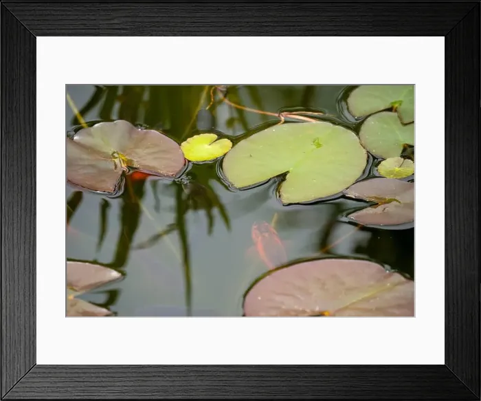 Framed Print : close-up of goldfish (Carassius auratus) surface swimming amongst lily pads Framed Print : close-up of goldfish (Carassius auratus) surface swimming amongst lily pads