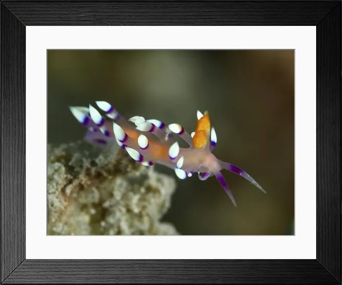 Framed Print : Delicate, purple-orange nudibranch with white dots Framed Print : Delicate, purple-orange nudibranch with white dots
