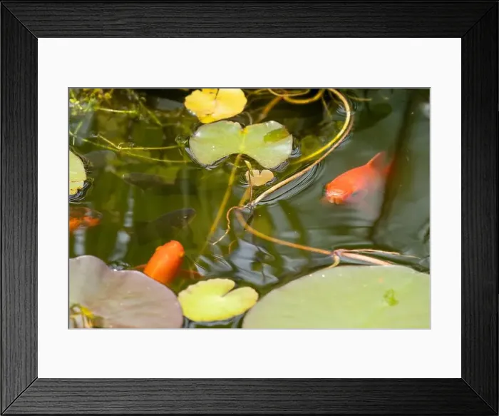 Framed Print : close-up of goldfish (Carassius auratus) surface swimming amongst lily pads Framed Print : close-up of goldfish (Carassius auratus) surface swimming amongst lily pads