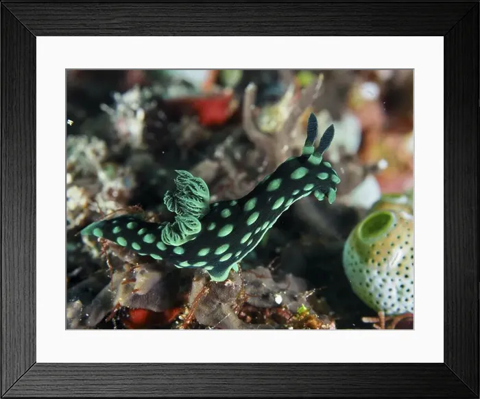 Framed Print : Green neon star snail (Nembrotha cristata) in the reef, dive site SD, Nusa Ceningan, Nusa Penida, Bali, Indonesia, Asia Framed Print : Green neon star snail (Nembrotha cristata) in the reef, dive site SD, Nusa Ceningan, Nusa Penida, Bali, Indonesia, Asia