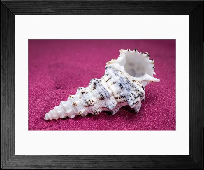 Framed Print : Cerithium nodulosum gastropod mollusk on red sand background Framed Print : Cerithium nodulosum gastropod mollusk on red sand background
