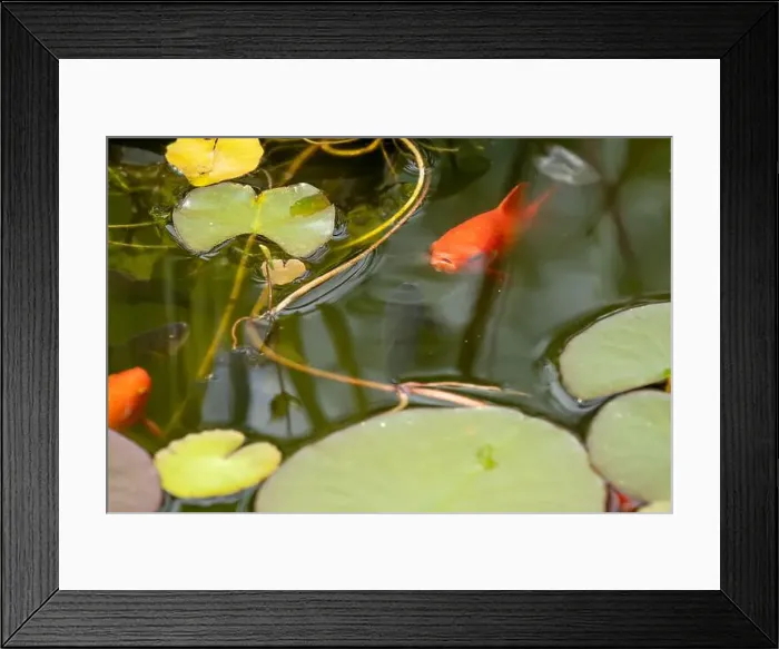 Framed Print : close-up of goldfish (Carassius auratus) surface swimming amongst lily pads Framed Print : close-up of goldfish (Carassius auratus) surface swimming amongst lily pads