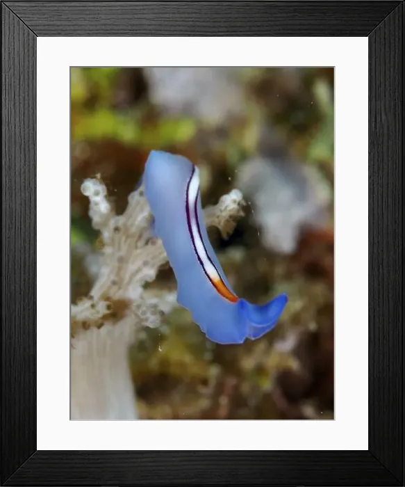 Framed Print : Blue stripe whirlpool worm (Pseudoceros bifurcus) on corals, dive site Spice Reef, Penyapangan, Bali, Indonesia, Asia Framed Print : Blue stripe whirlpool worm (Pseudoceros bifurcus) on corals, dive site Spice Reef, Penyapangan, Bali, Indonesia, Asia