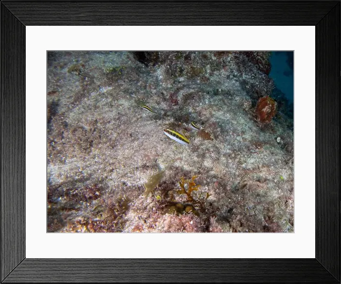 Framed Print : A Bluehead Wrasse initial phase (Thalassoma bifasciatum) in Punta Cana, Dominican Republic Framed Print : A Bluehead Wrasse initial phase (Thalassoma bifasciatum) in Punta Cana, Dominican Republic