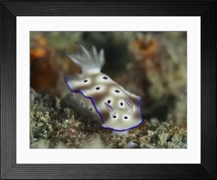 Framed Print : White nudibranch with purple spots Framed Print : White nudibranch with purple spots