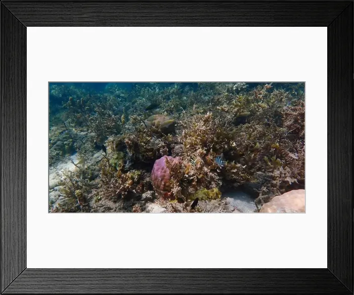 Framed Print : Vibrant coral reef with live and dead corals, surrounded by schooling reef fish in Bawean Island, East Java, Indonesia Framed Print : Vibrant coral reef with live and dead corals, surrounded by schooling reef fish in Bawean Island, East Java, Indonesia