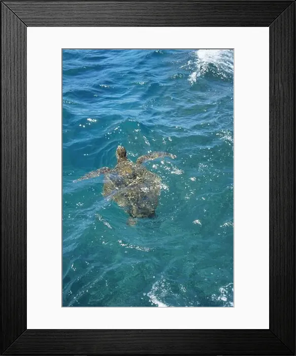 Framed Print : Sea turtle swimming gracefully in crystal-clear turquoise waters Framed Print : Sea turtle swimming gracefully in crystal-clear turquoise waters
