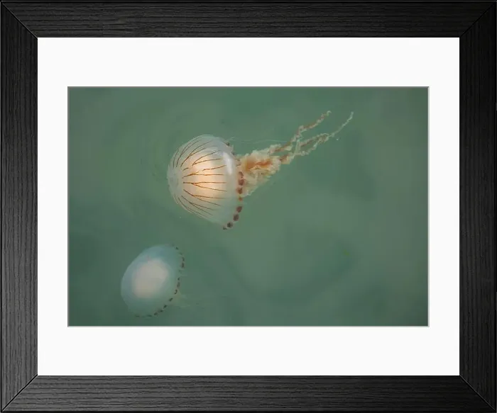 Framed Print : Compass jellyfish, Chrysaora hysoscella, at the Welsh coast