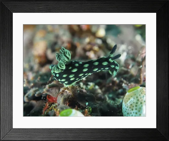 Framed Print : Green spotted neon star snail (Nembrotha cristata) in underwater world Framed Print : Green spotted neon star snail (Nembrotha cristata) in underwater world