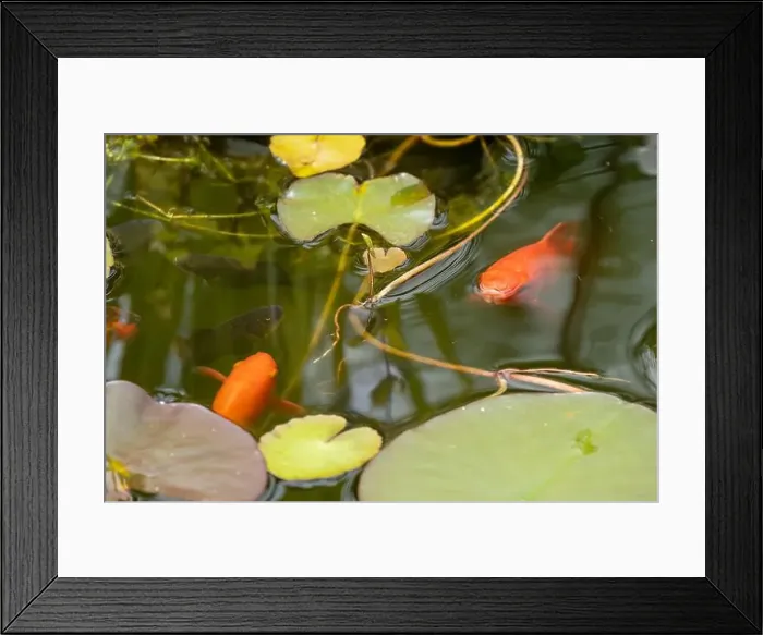 Framed Print : close-up of goldfish (Carassius auratus) surface swimming amongst lily pads Framed Print : close-up of goldfish (Carassius auratus) surface swimming amongst lily pads
