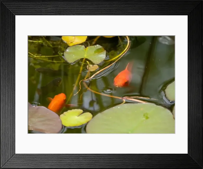 Framed Print : close-up of goldfish (Carassius auratus) surface swimming amongst lily pads Framed Print : close-up of goldfish (Carassius auratus) surface swimming amongst lily pads