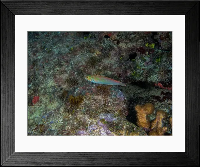 Framed Print : A Blackear Wrasse (Halichoeres poeyi) in Punta Cana, Dominican Republic Framed Print : A Blackear Wrasse (Halichoeres poeyi) in Punta Cana, Dominican Republic