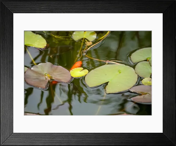 Framed Print : close-up of goldfish (Carassius auratus) surface swimming amongst lily pads