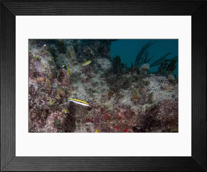 Framed Print : A Bluehead Wrasse initial phase (Thalassoma bifasciatum) in Punta Cana, Dominican Republic Framed Print : A Bluehead Wrasse initial phase (Thalassoma bifasciatum) in Punta Cana, Dominican Republic