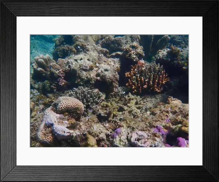 Framed Print : Vibrant coral reef with live and dead corals, surrounded by schooling reef fish in Bawean Island, East Java, Indonesia Framed Print : Vibrant coral reef with live and dead corals, surrounded by schooling reef fish in Bawean Island, East Java, Indonesia