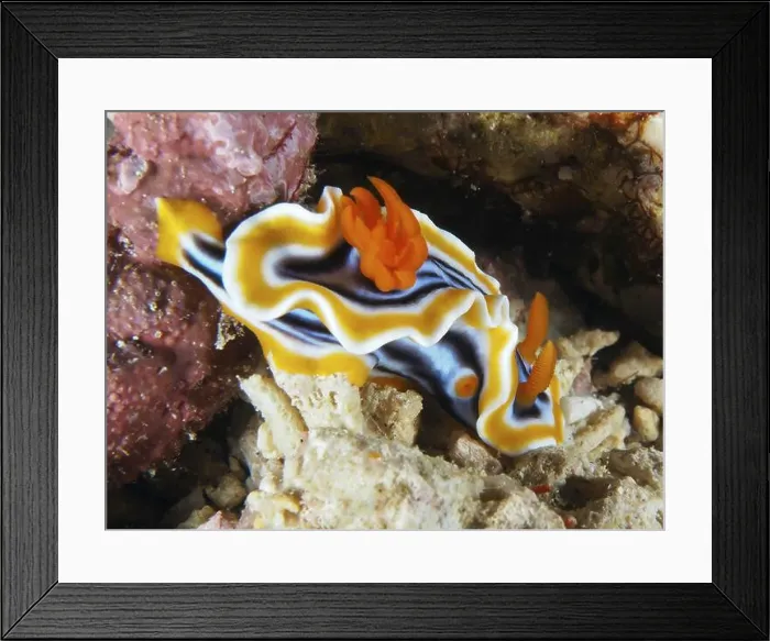 Framed Print : Wavelike star snail (Chromodoris magnifica) with orange-coloured stripes Framed Print : Wavelike star snail (Chromodoris magnifica) with orange-coloured stripes