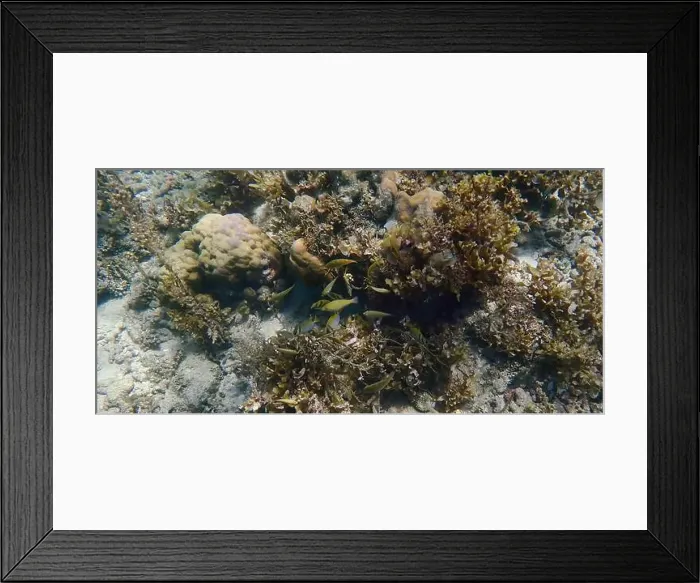 Framed Print : Vibrant coral reef with live and dead corals, surrounded by schooling reef fish in Bawean Island, East Java, Indonesia Framed Print : Vibrant coral reef with live and dead corals, surrounded by schooling reef fish in Bawean Island, East Java, Indonesia