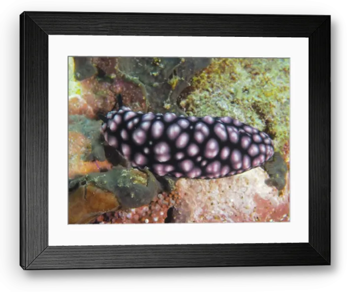 Framed Print : Black nudibranch with pink pattern Framed Print : Black nudibranch with pink pattern