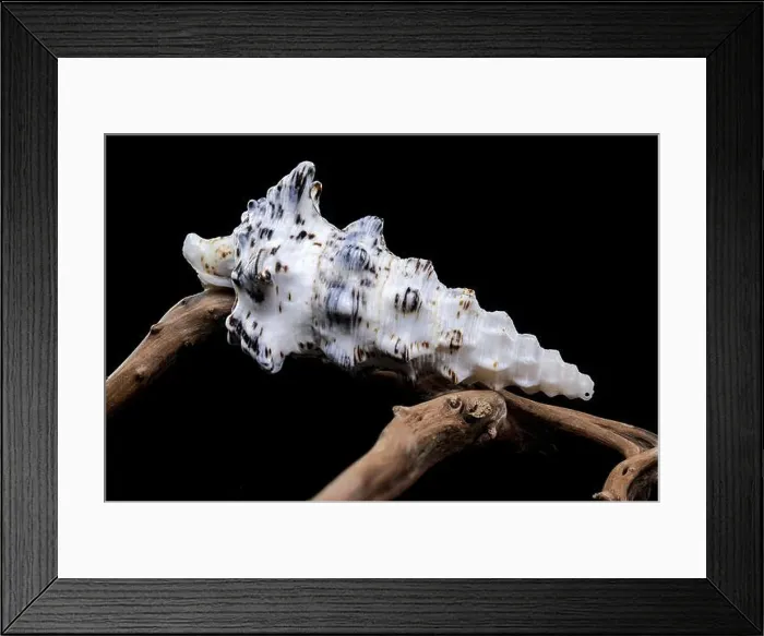 Framed Print : Cerithium Nodulosum Shell Display on driftwood Framed Print : Cerithium Nodulosum Shell Display on driftwood