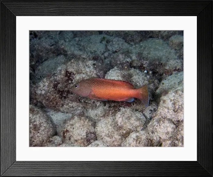 Framed Print : A Coney (Cephalopholis fulva) in Punta Cana, Dominican Republic Framed Print : A Coney (Cephalopholis fulva) in Punta Cana, Dominican Republic