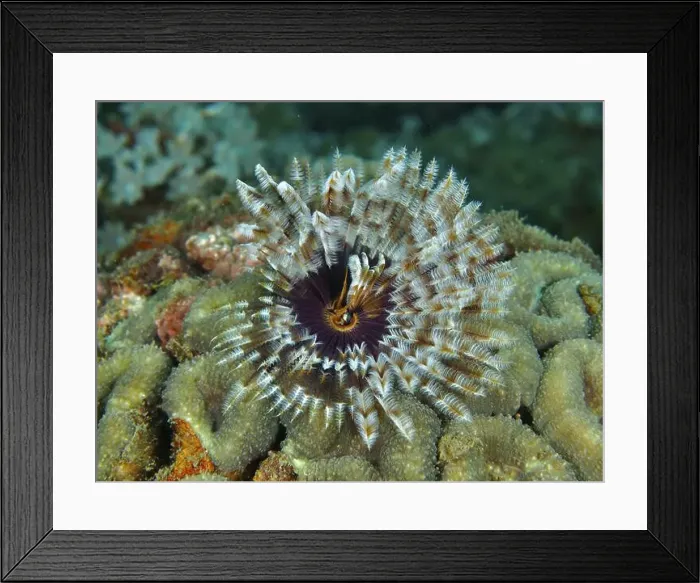 Framed Print : Tube worm (Sabellastarte) with colourful Framed Print : Tube worm (Sabellastarte) with colourful