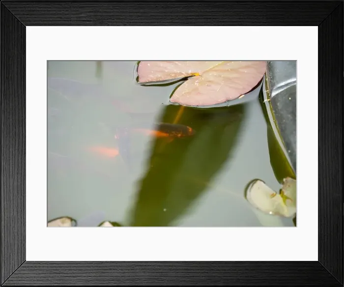 Framed Print : close-up of goldfish (Carassius auratus) surface swimming amongst lily pads