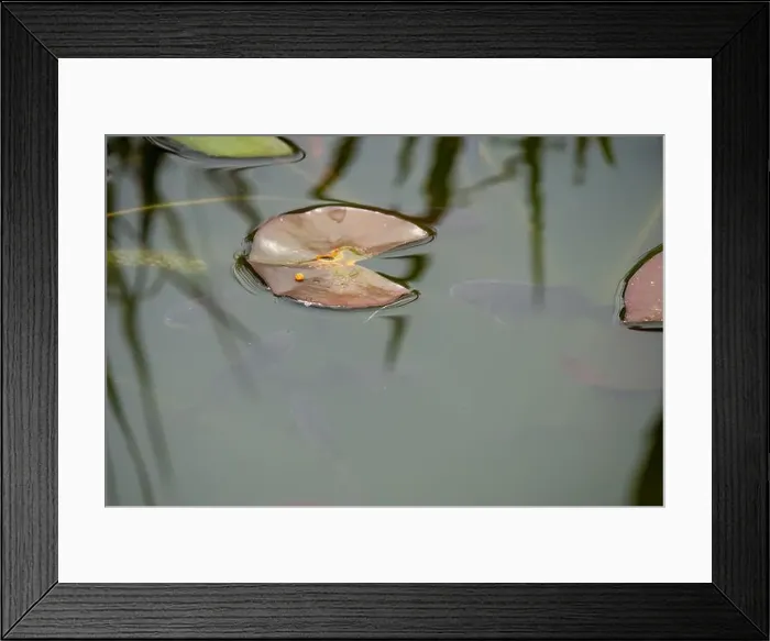 Framed Print : close-up of goldfish (Carassius auratus) surface swimming amongst lily pads Framed Print : close-up of goldfish (Carassius auratus) surface swimming amongst lily pads