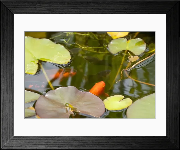 Framed Print : close-up of goldfish (Carassius auratus) surface swimming amongst lily pads Framed Print : close-up of goldfish (Carassius auratus) surface swimming amongst lily pads