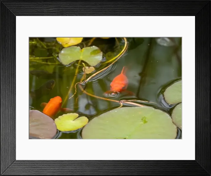 Framed Print : close-up of goldfish (Carassius auratus) surface swimming amongst lily pads Framed Print : close-up of goldfish (Carassius auratus) surface swimming amongst lily pads