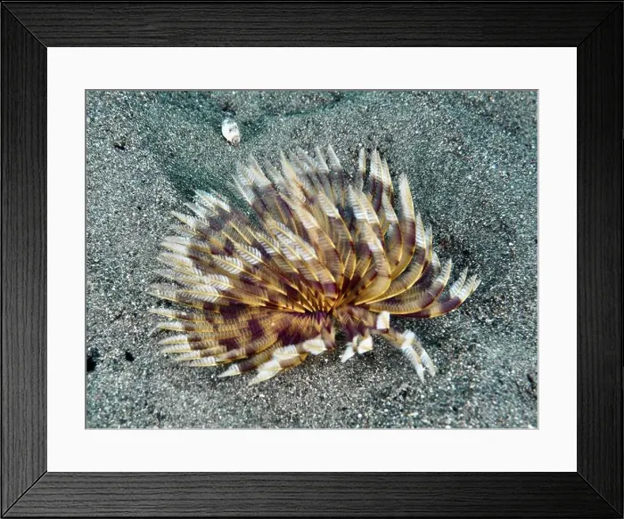 Framed Print : Tube worm (Sabellastarte) with yellow-brown feathered structures on sandy bottom Framed Print : Tube worm (Sabellastarte) with yellow-brown feathered structures on sandy bottom