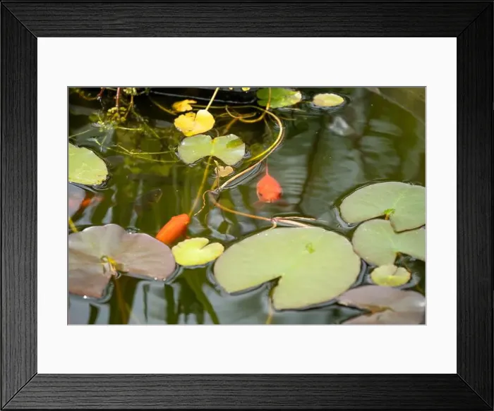Framed Print : close-up of goldfish (Carassius auratus) surface swimming amongst lily pads Framed Print : close-up of goldfish (Carassius auratus) surface swimming amongst lily pads