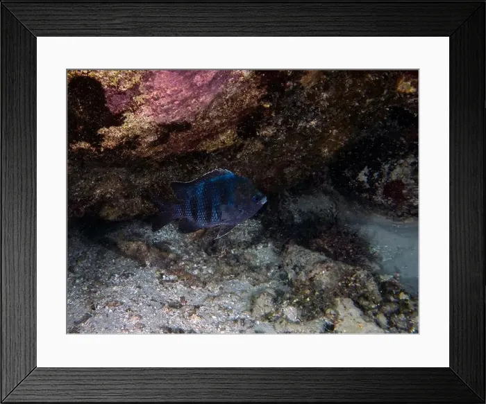 Framed Print : A Sergeant Major (Abudefduf saxatilis) in Punta Cana, Dominican Republic Framed Print : A Sergeant Major (Abudefduf saxatilis) in Punta Cana, Dominican Republic