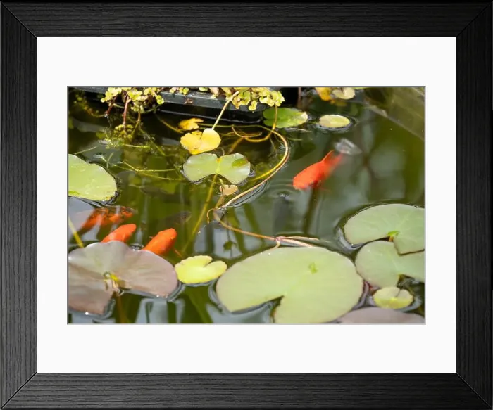 Framed Print : close-up of goldfish (Carassius auratus) surface swimming amongst lily pads