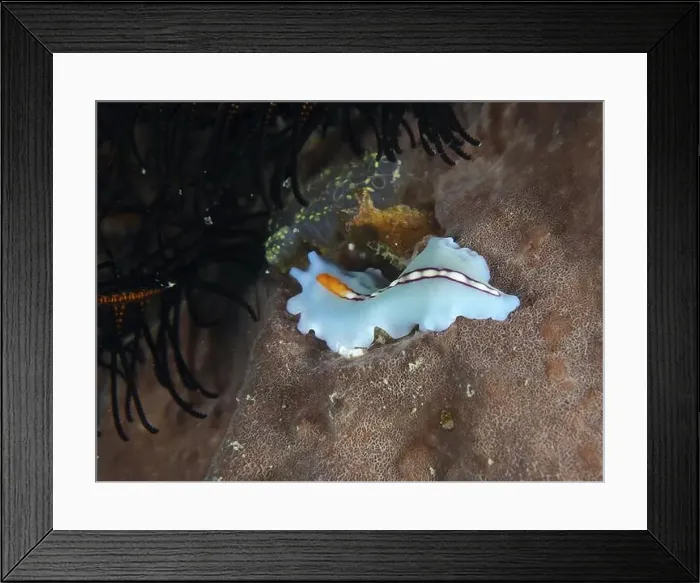 Framed Print : Turquoise-coloured racing stripe whirlpool worm (Pseudoceros bifurcus) with orange accents on corals Framed Print : Turquoise-coloured racing stripe whirlpool worm (Pseudoceros bifurcus) with orange accents on corals