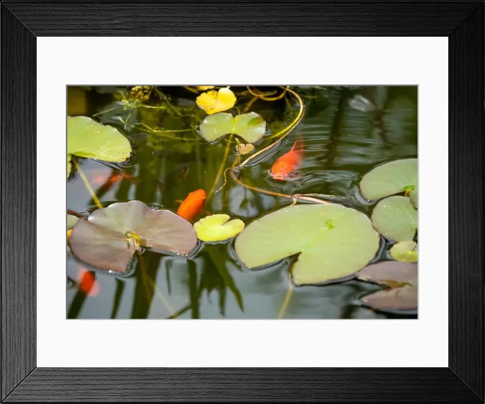 Framed Print : close-up of goldfish (Carassius auratus) surface swimming amongst lily pads Framed Print : close-up of goldfish (Carassius auratus) surface swimming amongst lily pads