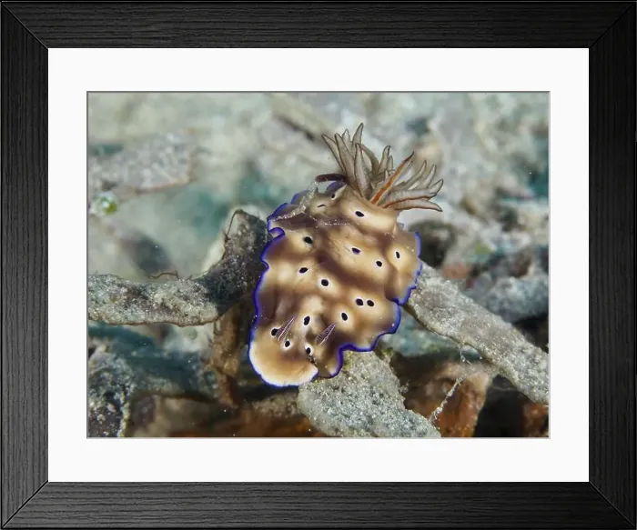Framed Print : Nudibranch in shades of brown with blue edges Framed Print : Nudibranch in shades of brown with blue edges
