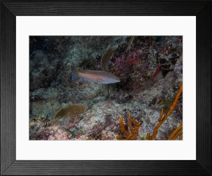 Framed Print : A Coney (Cephalopholis fulva) in Punta Cana, Dominican Republic Framed Print : A Coney (Cephalopholis fulva) in Punta Cana, Dominican Republic