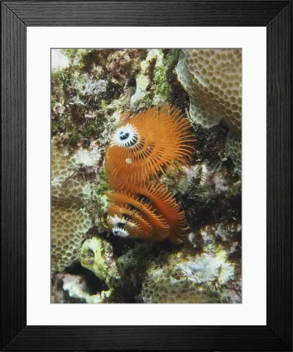 Framed Print : Spiral orange Indo-Pacific Christmas tree worm (Spirobranchus corniculatus) on corals Framed Print : Spiral orange Indo-Pacific Christmas tree worm (Spirobranchus corniculatus) on corals