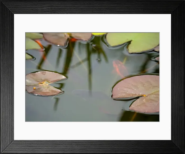 Framed Print : close-up of goldfish (Carassius auratus) surface swimming amongst lily pads Framed Print : close-up of goldfish (Carassius auratus) surface swimming amongst lily pads