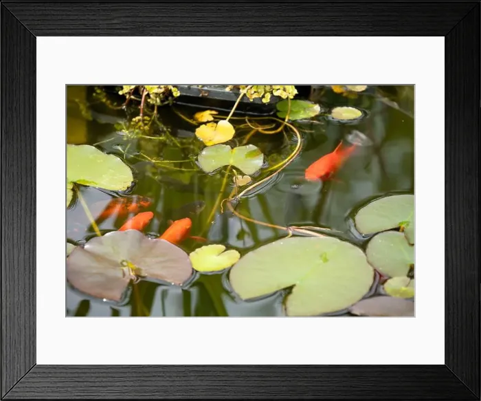 Framed Print : close-up of goldfish (Carassius auratus) surface swimming amongst lily pads Framed Print : close-up of goldfish (Carassius auratus) surface swimming amongst lily pads
