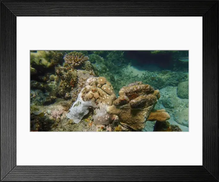 Framed Print : Vibrant coral reef with live and dead corals, surrounded by schooling reef fish in Bawean Island, East Java, Indonesia Framed Print : Vibrant coral reef with live and dead corals, surrounded by schooling reef fish in Bawean Island, East Java, Indonesia