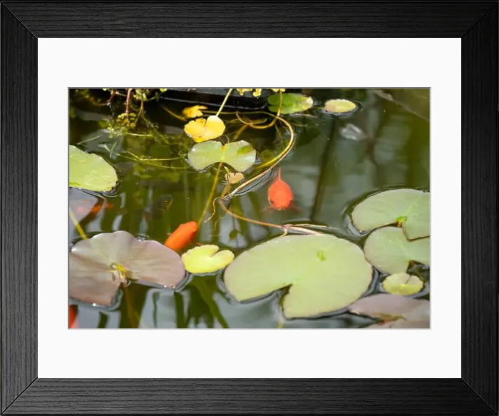 Framed Print : close-up of goldfish (Carassius auratus) surface swimming amongst lily pads Framed Print : close-up of goldfish (Carassius auratus) surface swimming amongst lily pads