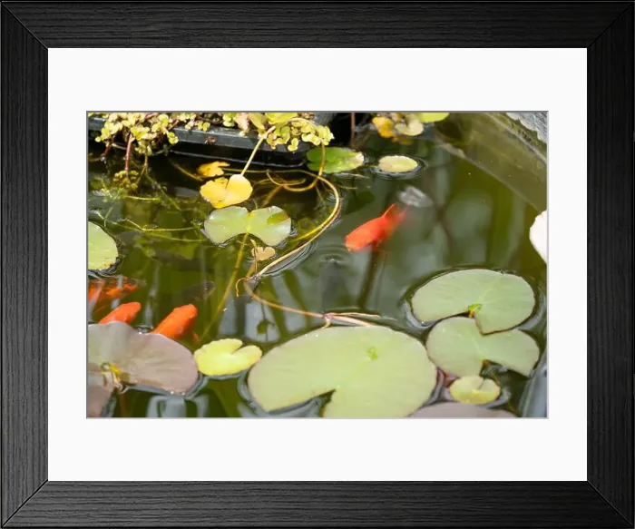 Framed Print : close-up of goldfish (Carassius auratus) surface swimming amongst lily pads Framed Print : close-up of goldfish (Carassius auratus) surface swimming amongst lily pads