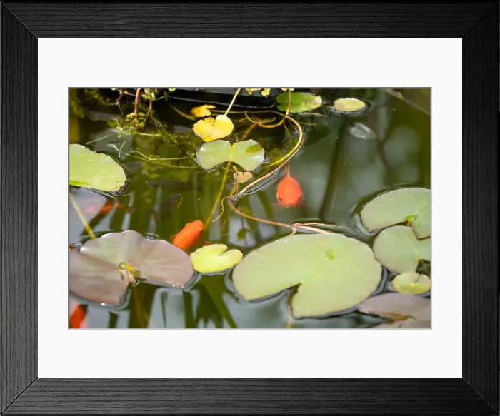 Framed Print : close-up of goldfish (Carassius auratus) surface swimming amongst lily pads Framed Print : close-up of goldfish (Carassius auratus) surface swimming amongst lily pads