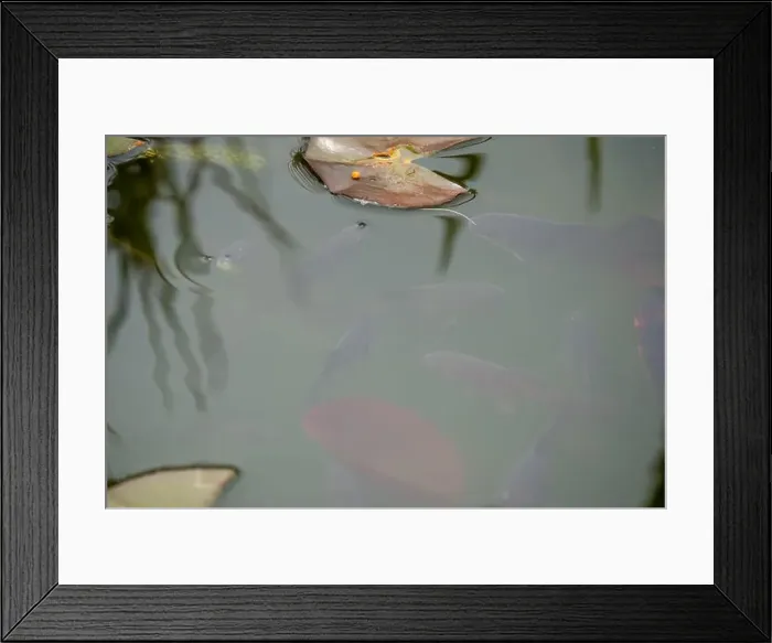 Framed Print : close-up of goldfish (Carassius auratus) surface swimming amongst lily pads Framed Print : close-up of goldfish (Carassius auratus) surface swimming amongst lily pads