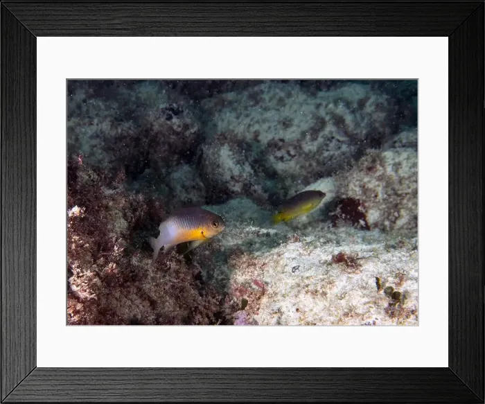Framed Print : A Bicolour Damselfish (Stegastes partitus) in Punta Cana, Dominican Republic Framed Print : A Bicolour Damselfish (Stegastes partitus) in Punta Cana, Dominican Republic
