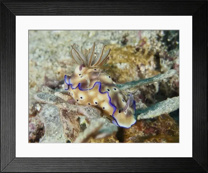 Framed Print : Beige-coloured star snail (Hypselodoris tryoni) with purple rim