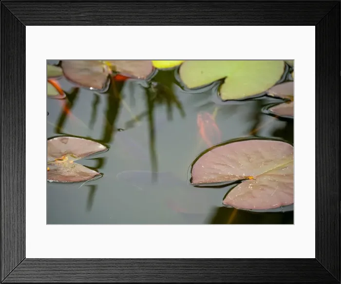 Framed Print : close-up of goldfish (Carassius auratus) surface swimming amongst lily pads
